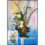 Cokin A081 - Efeito Especial Colorido Vaseline
