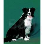 Backdrop-Alley 58x120" Velour Backdrop - Hunter Green