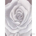 Studio Dynamics 5x6' Canvas Scenic Background LSM - Gray Rose