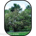 Botero #C717 5x7' Scenic Background