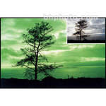 Cokin Z-Pro 004 Green Resin Filter for Black & White Film