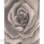 Studio Dynamics Canvas Scenic Background, Studio Mount (10x12', Grey Rose )