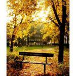 Westcott Scenic Background (5x6', Autumn in the Park)