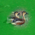 Hoya 49mm Color Spot Green Glass Filter