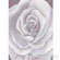Studio Dynamics 5x6' Canvas Scenic Background LSM - Gray Rose
