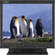 JVC LM170U 17" Professional LCD Monitor
