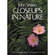 Amphoto Book: John Shaw's Close-ups in Nature Photography
