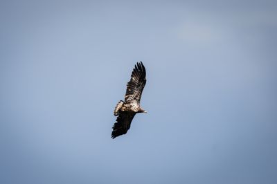 Sony FE 100-400mm GM Sample Photo 3