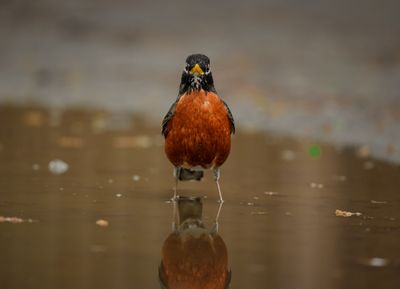 Sony FE 100-400mm GM Sample Photo 4