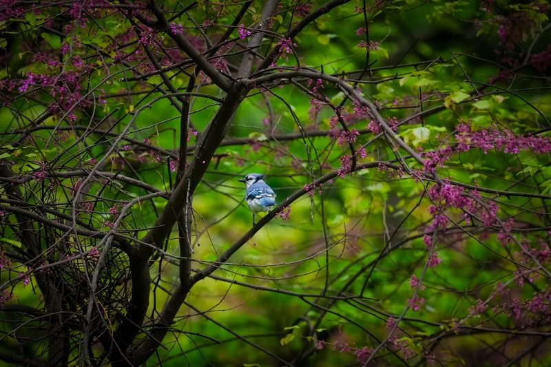 Sony FE 100-400mm GM Wildlife Photography