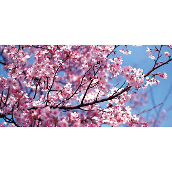 Apollo Design DesignScapes Cherry Blossoms Light Insert (2 x 4')