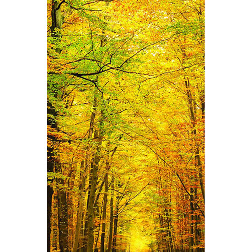 Click Props Backdrops Vinyl Backdrop (Golden Forest, 5 x 8')