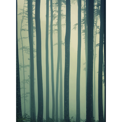 Click Props Backdrops Foggy Forest Backdrop (7 x 9.5')