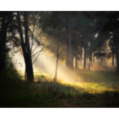 Click Props Backdrops Forest Sunshine Diffused Backdrop (8 x 9.8')
