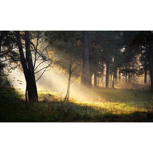 Click Props Backdrops Forest Sunshine Backdrop (15 x 9')