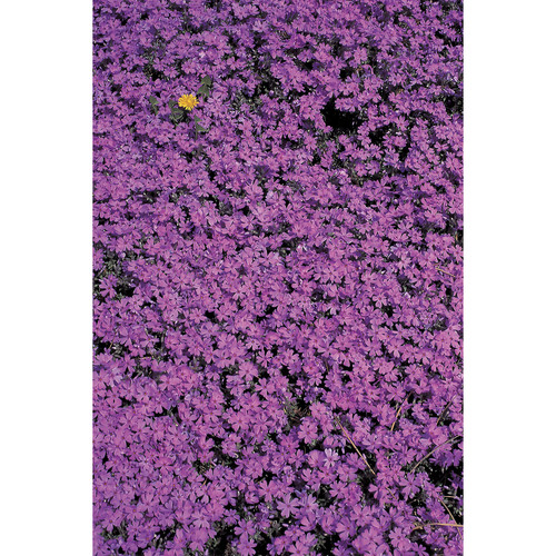 Savage Purple Flower Bed Printed Vinyl Backdrop (5x7')