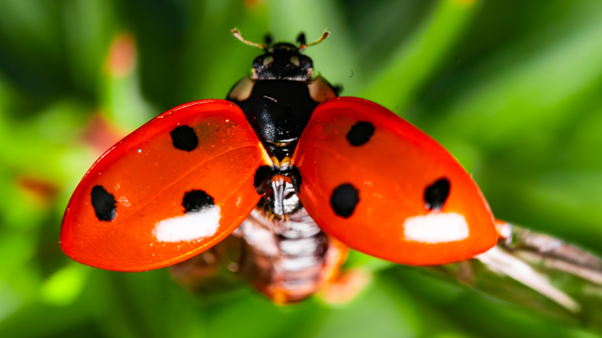 The World of Macro Photography