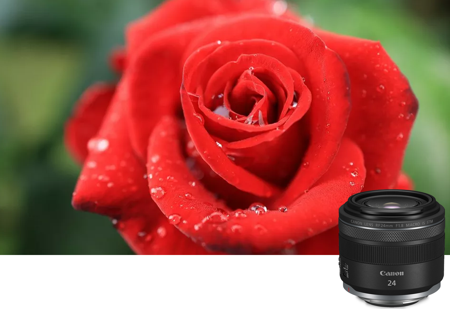 Canon RF 24mm f/1.8 Macro IS STM Lens Canon RF 24mm f/1.8 Macro IS STM Lens
