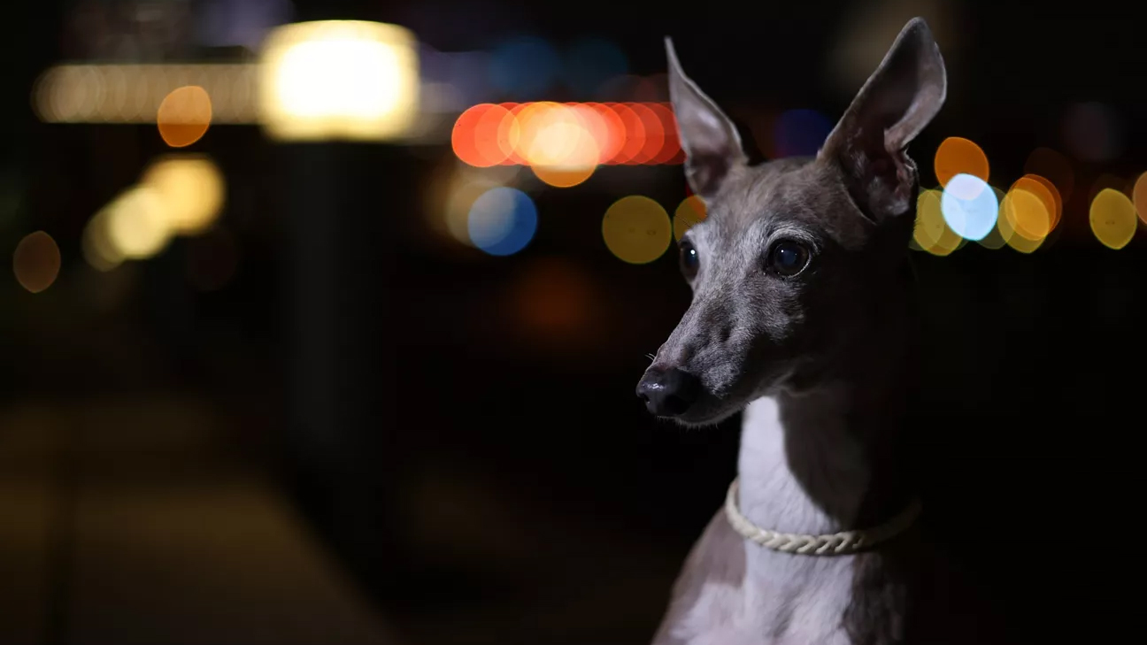 Canon RF 50mm f/1.8 STM Lens Sample Image