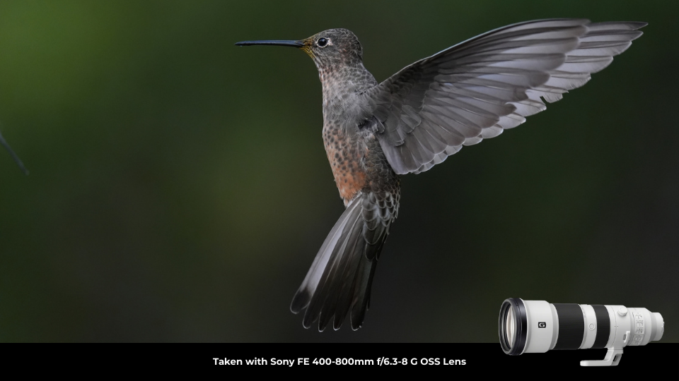 Sony FE 400-800mm f/6.3-8 G OSS Lens Sony FE 400-800mm f/6.3-8 G OSS Lens