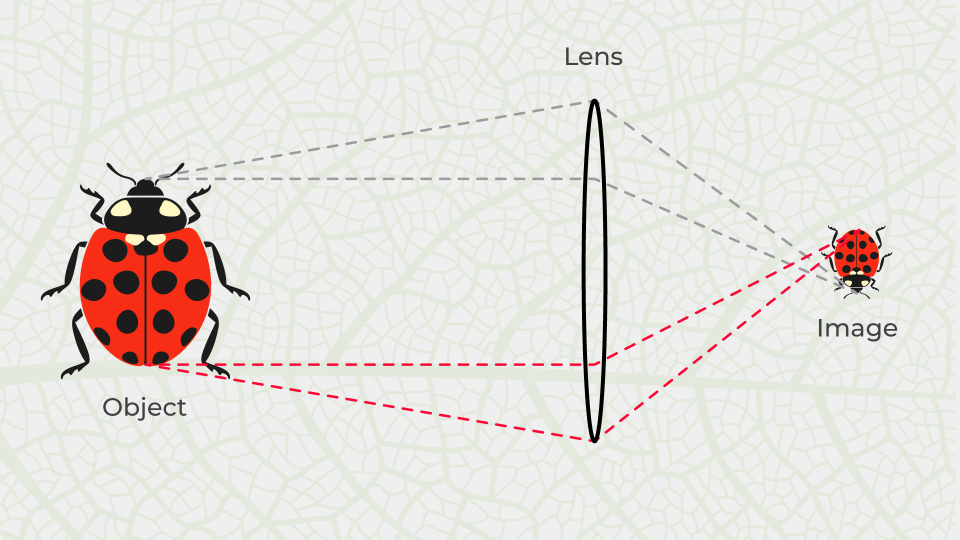 Magnification