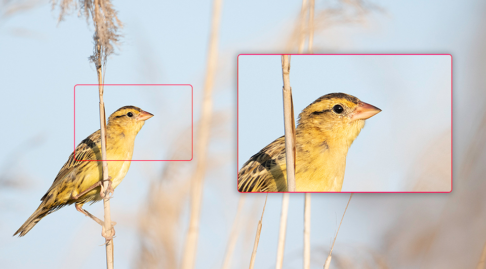 With the the 400mm f/4.5 or the 600mm f/6.3, the combination of quality and resolution provide increased flexibility when cropping