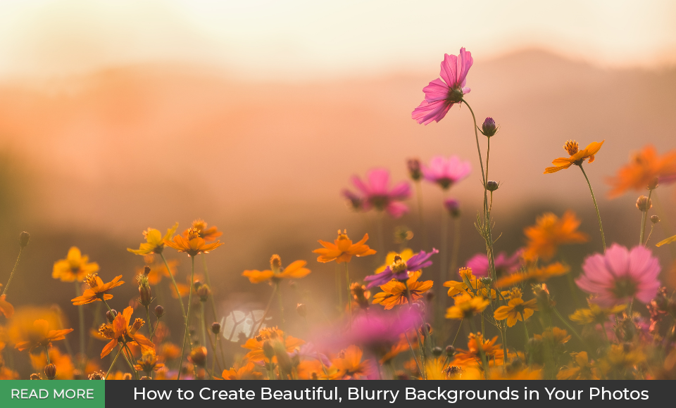 How to Create Beautiful, Blurry Backgrounds in Your Photos