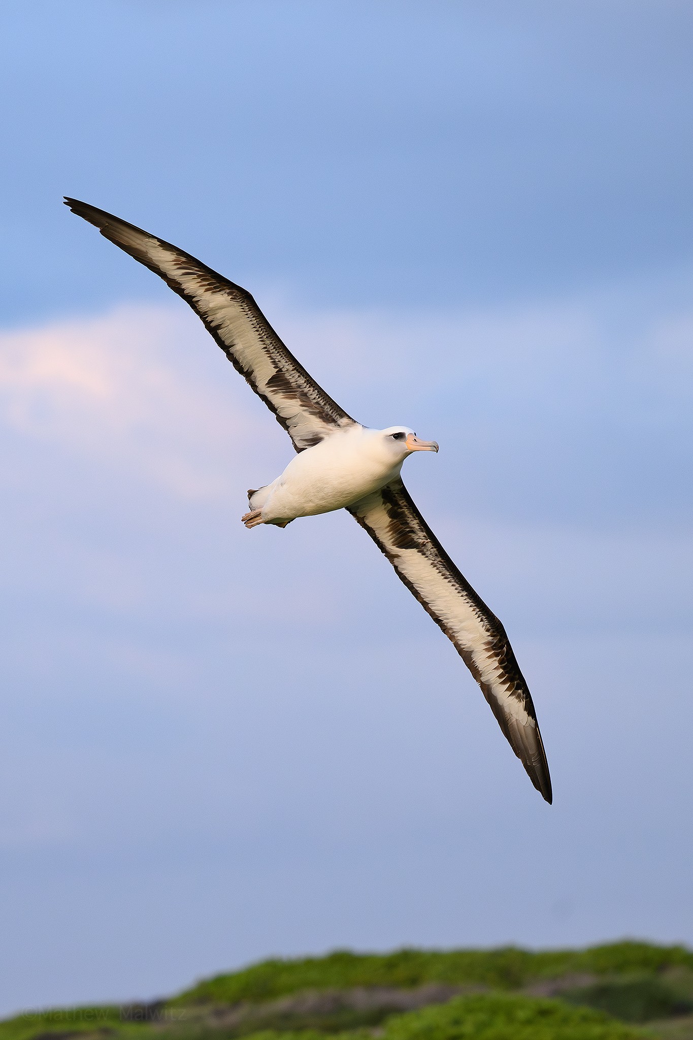 A Laysan Albatross has a much larger wingspan than the average bird, thus it’s much easier to fill the frame when one passes close.