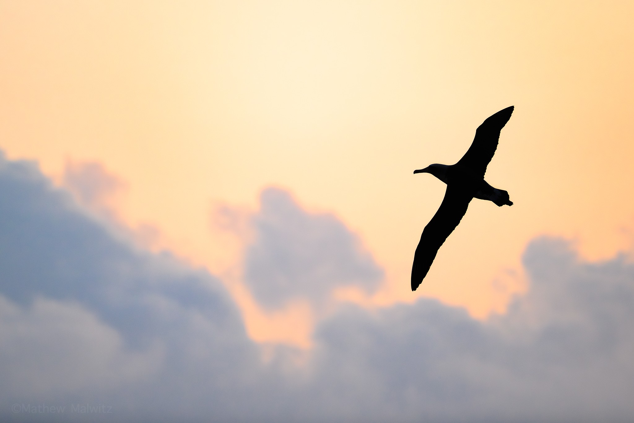 A Laysan Albatross soaring high over the Pacific Ocean at sunset