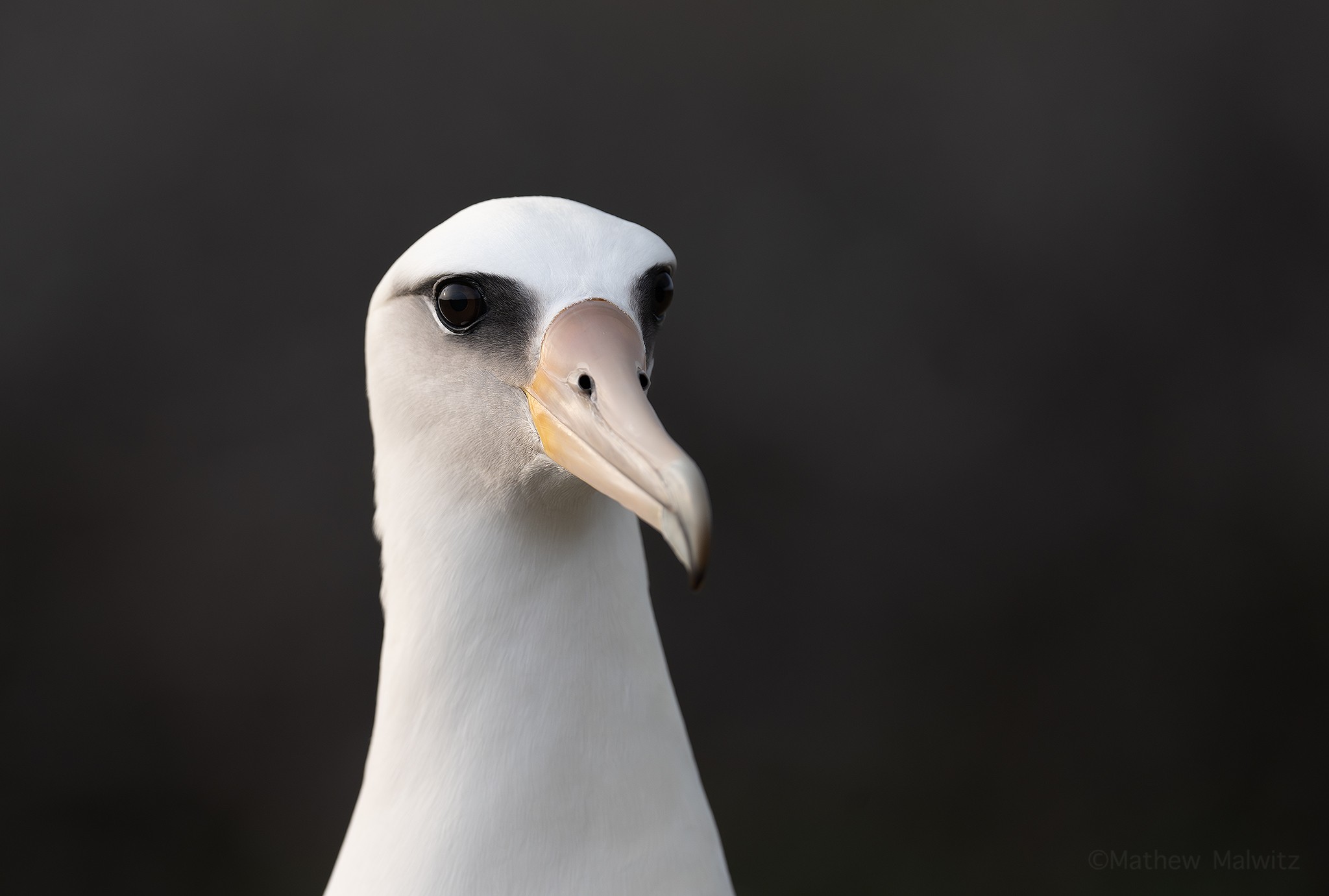 A Laysan albatross in midafternoon light soften by a thin covering of clouds.