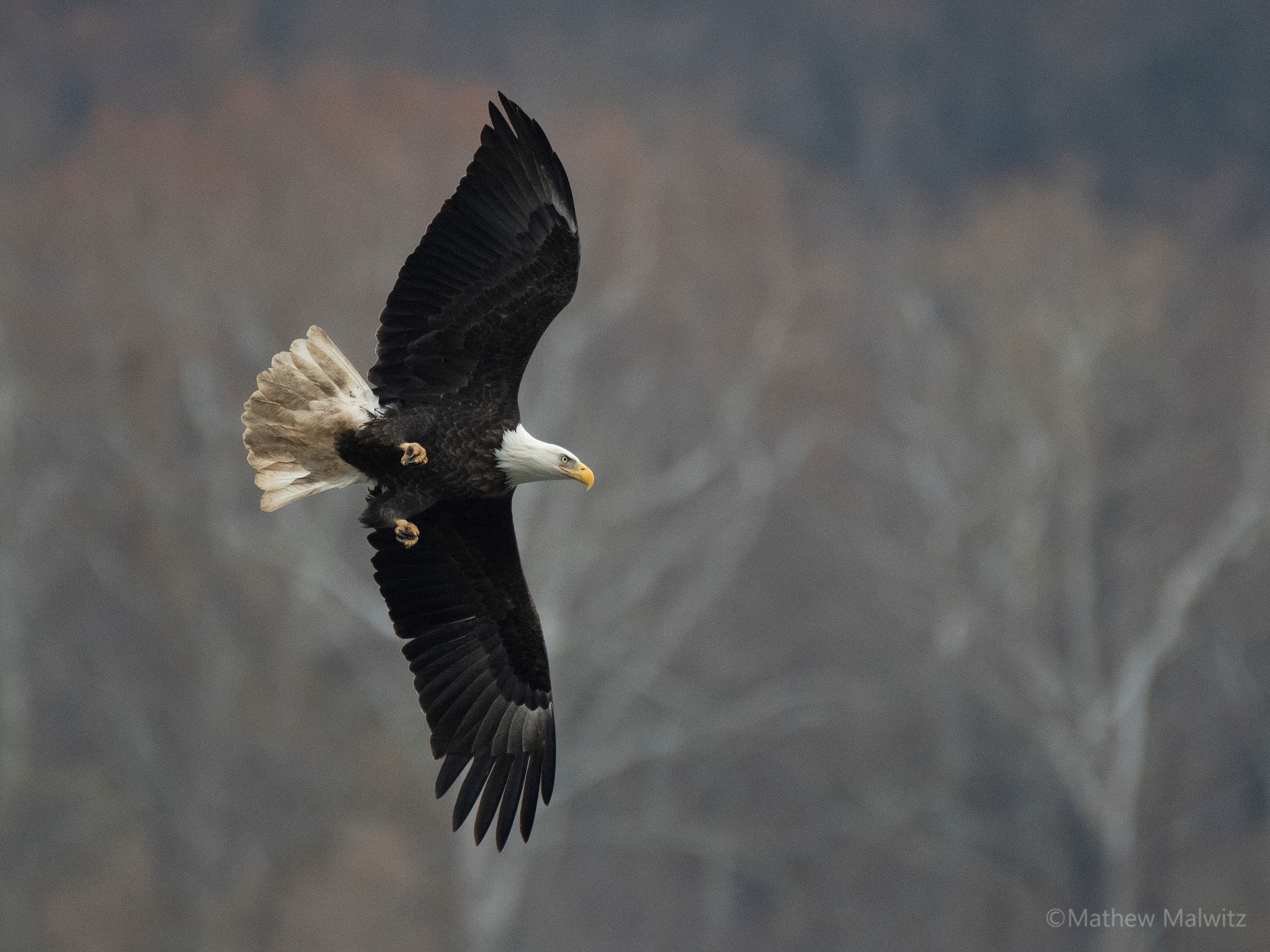 Depending on the angle, a steep bank or take off and provide some interesting poses. A Bald Eagle’s impressive wingspan is on full display when banking.