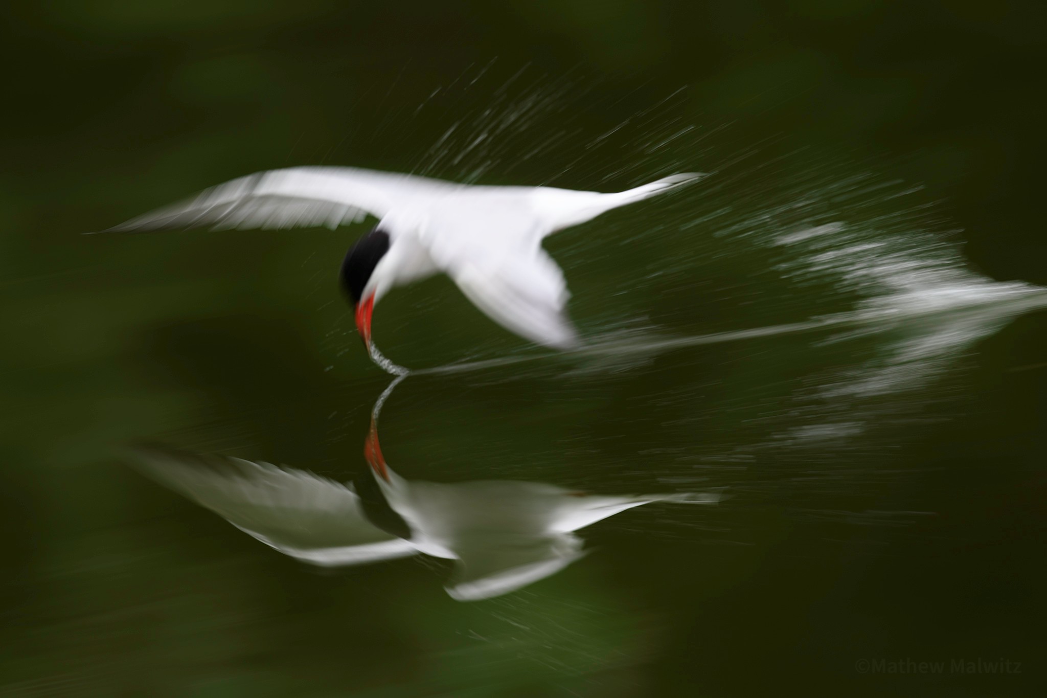 Slow shutter speeds allowed me to capture this painterly shot of a Common Tern