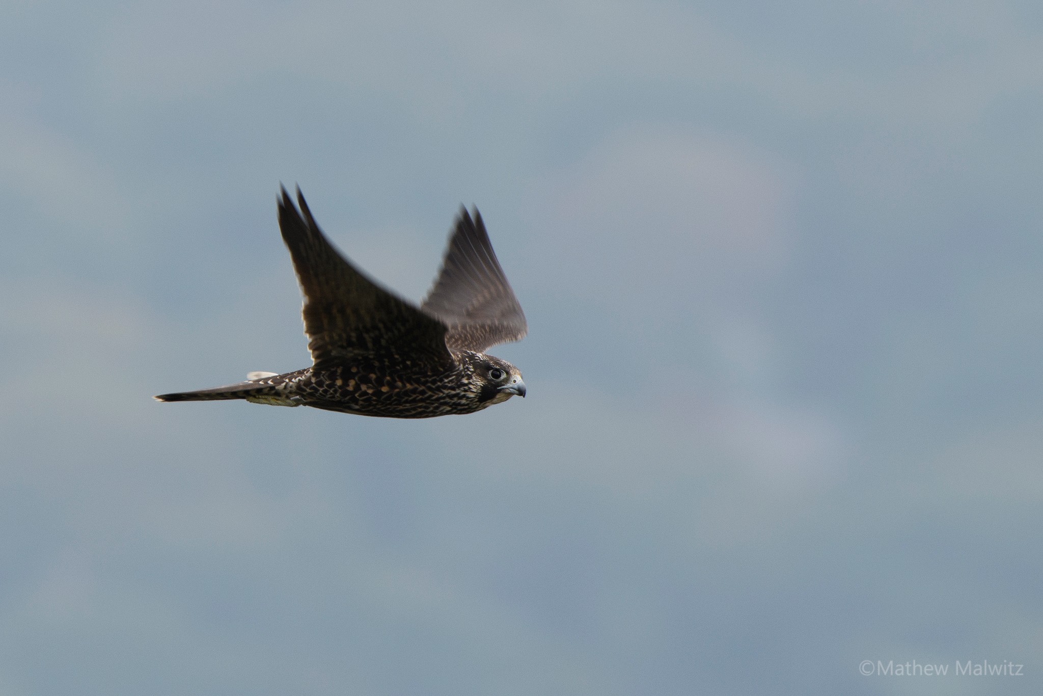 An immature peregrine falcon was captured at 1/400, but not intentionally. This is a good example of a “happy accident.” Luckily it was cruising by at quite a low speed.