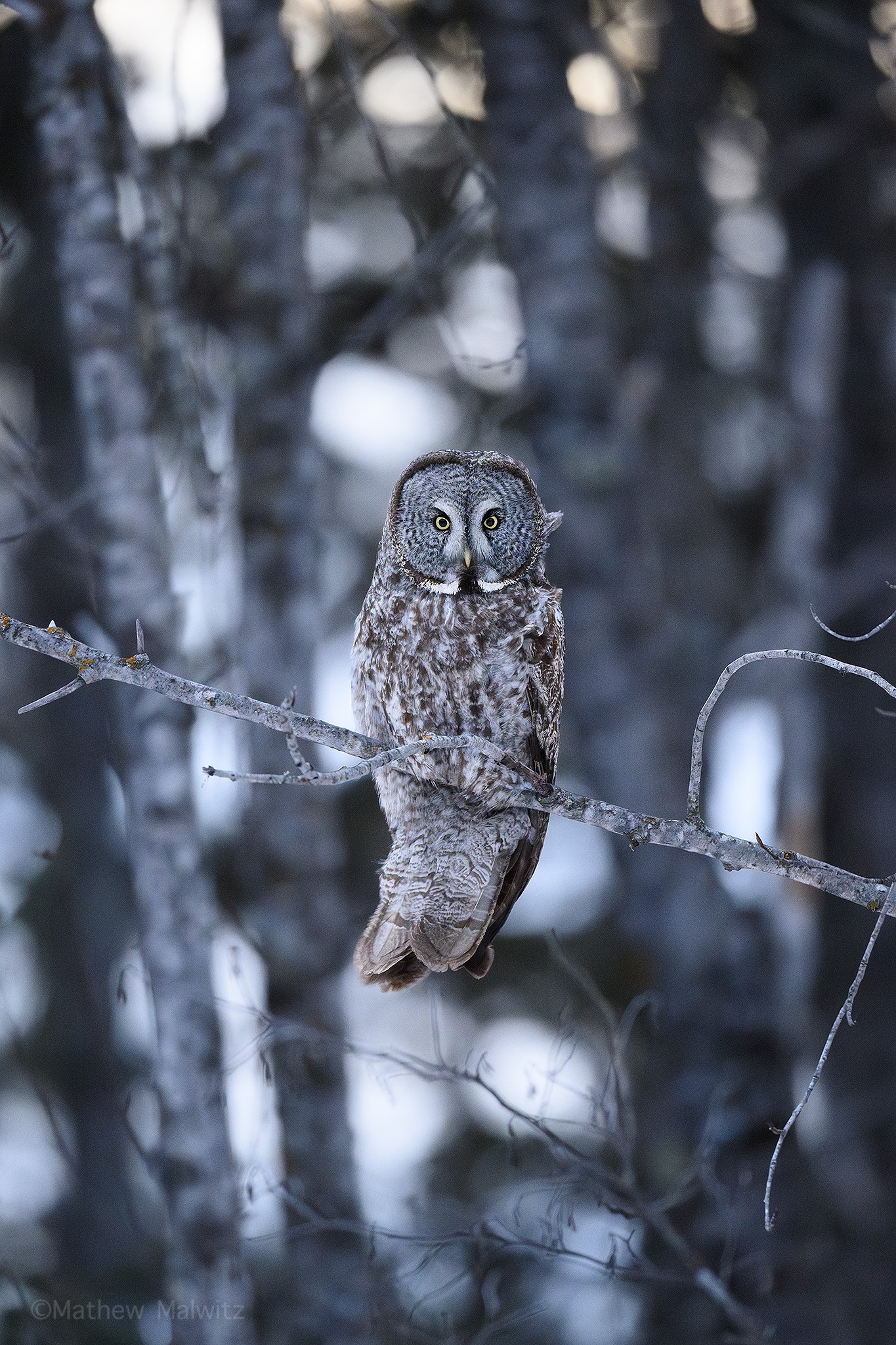 Who goes there? Why, it’s blue hour.