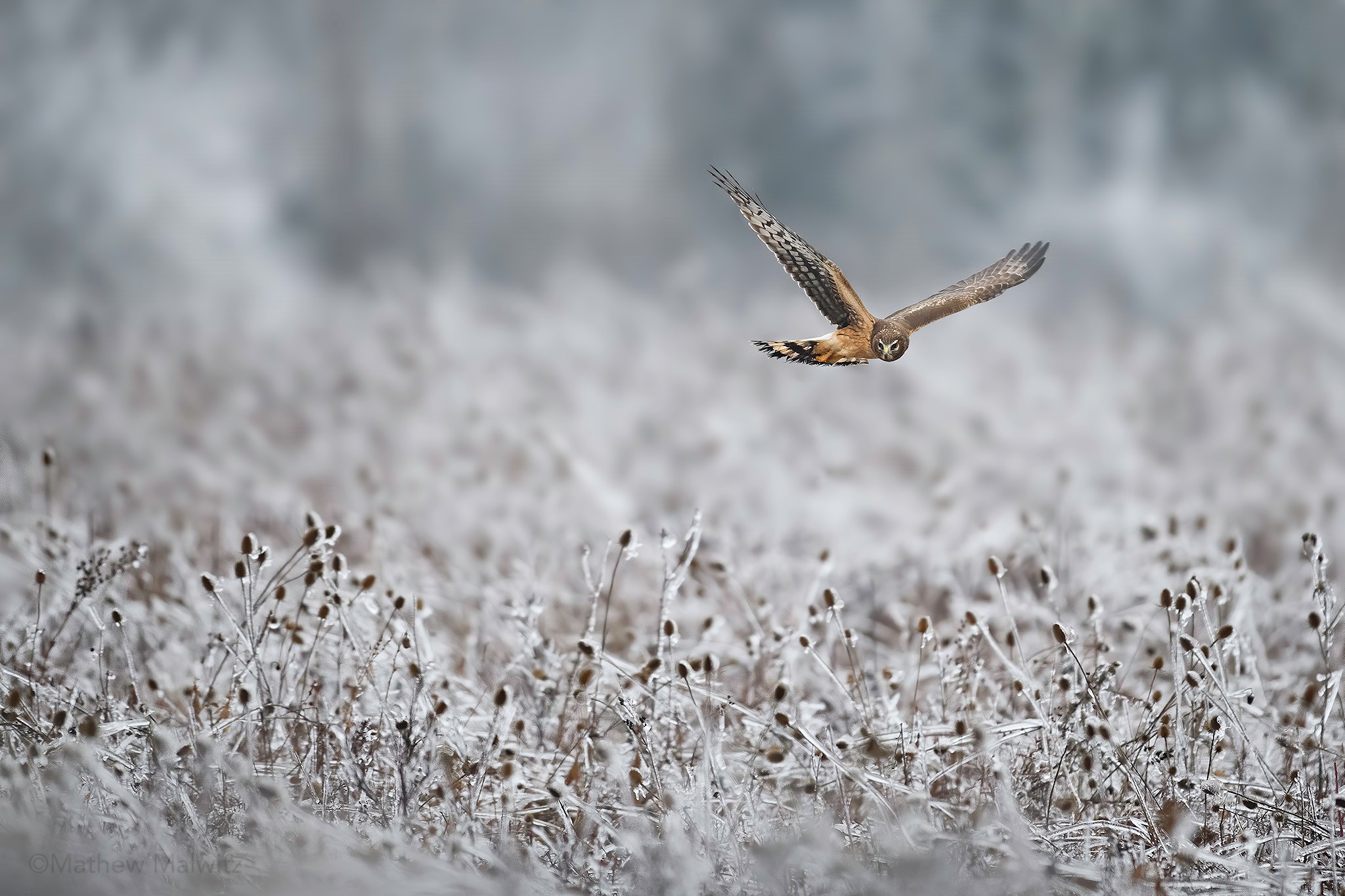 Birds, especially birds of prey, can sit still for hours before taking flight. When that moment comes, it can be over in mere seconds.