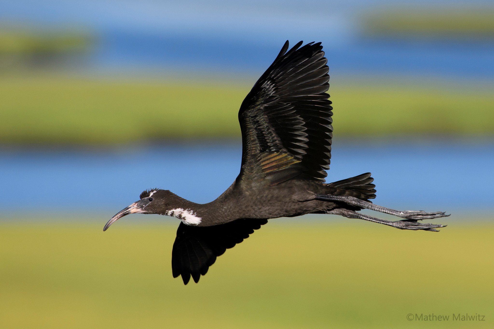 A dark bird like this immature Glossy Ibis stands out against the bright marshy background. The shadows on the underwing, while not ideal, are not too distracting on such a dark colored subject.