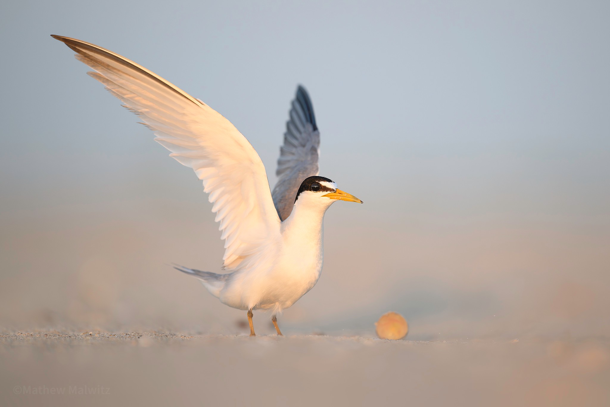 With the sun over my shoulder, this least tern was evenly illuminated with little to no apparent shadows.