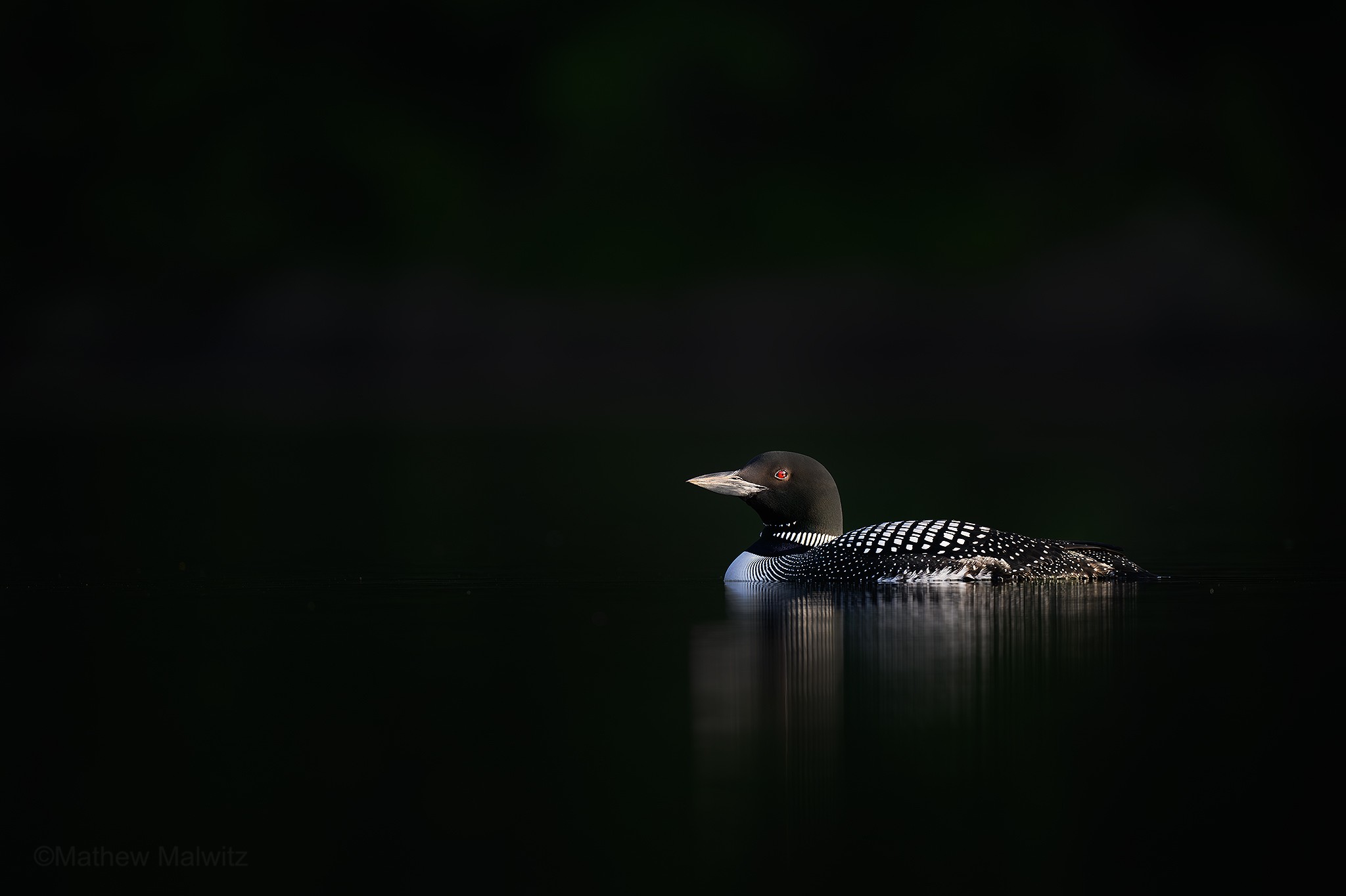 A common loom patrolling its lake at dusk with the distant tree line covered in the shade from a forested peninsula