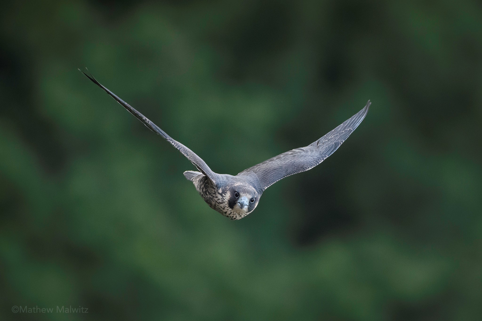 A peregrine falcon is one of the fastest birds on the planet, so a fast shutter speed is a must in order to freeze the fast wingbeats of an incoming bird.