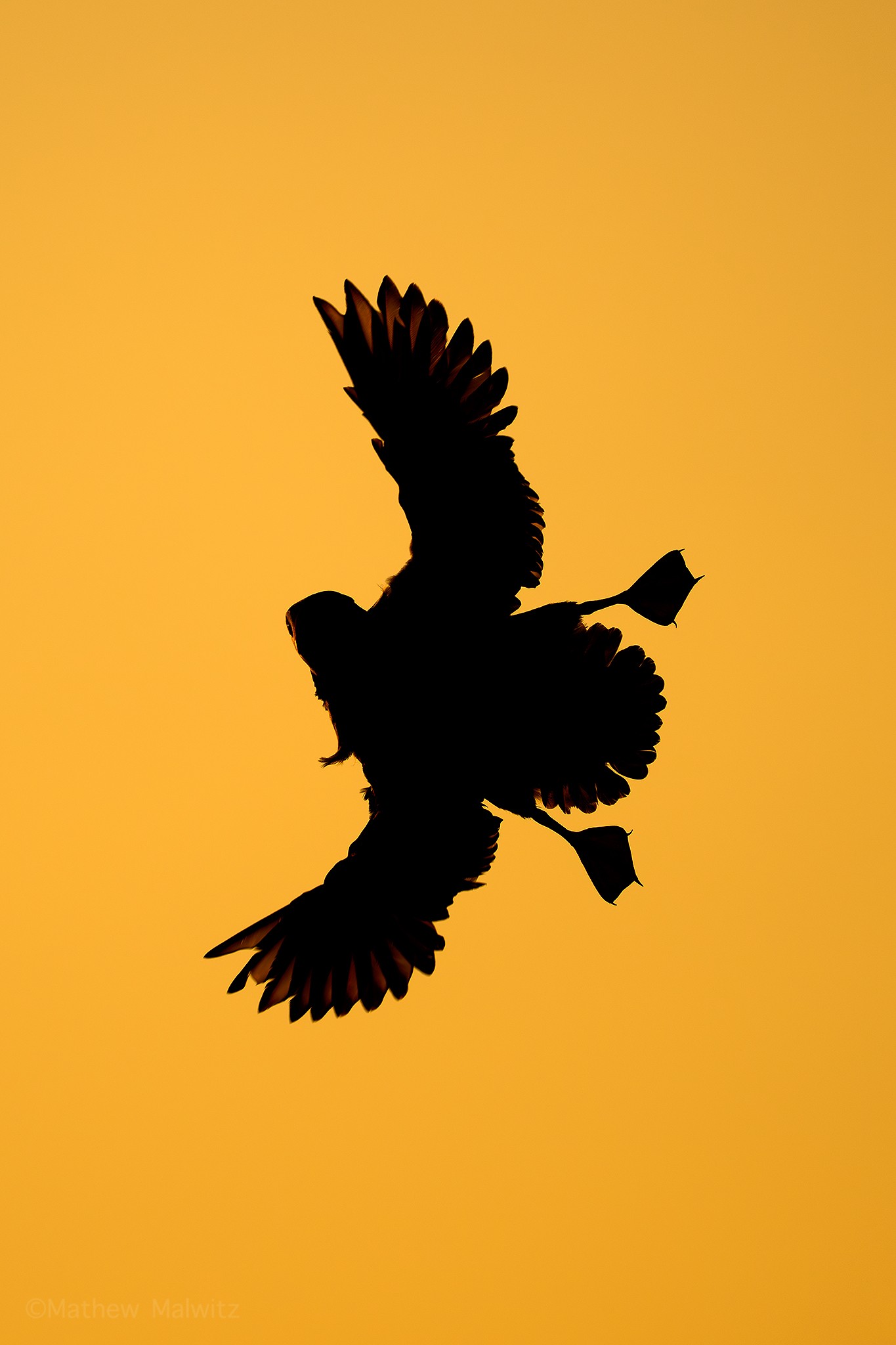 This puffin flew in with the sun setting behind it, throwing the wings up in a braking position.