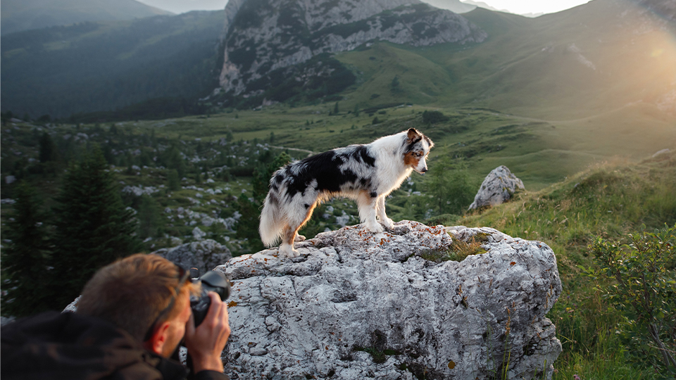 Pet Photography Guide Aperture