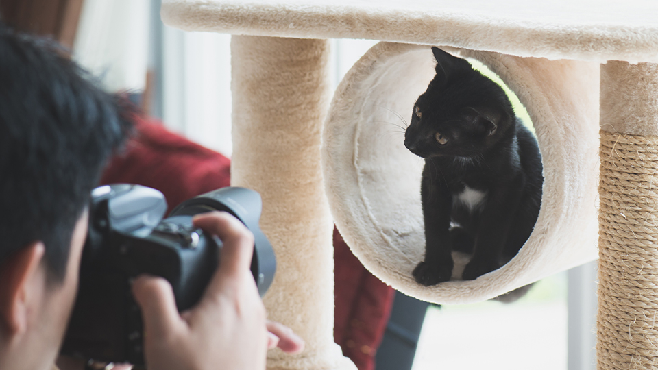 Pet Photography Guide ISO