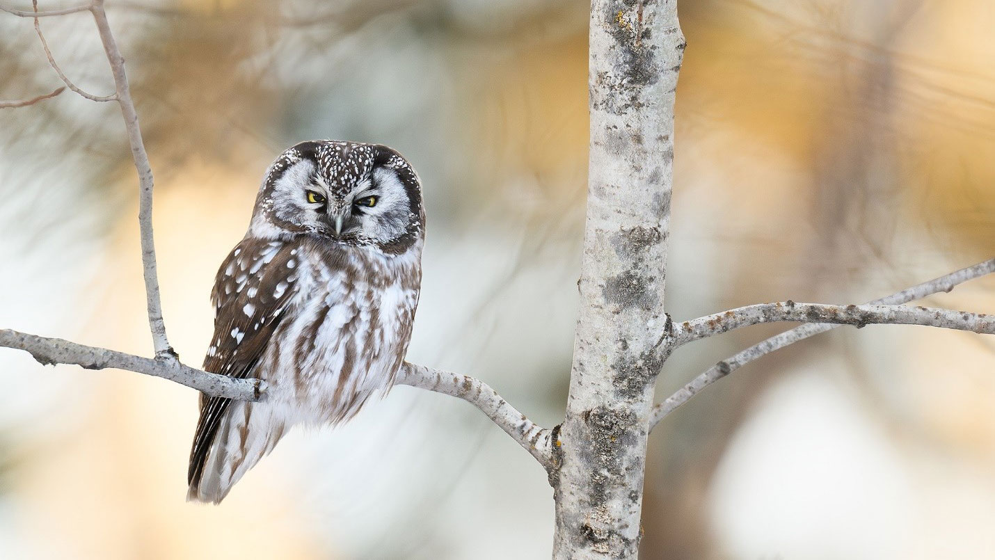 Without a tripod, this image of a boreal owl at sundown would not have been possible, especially with a 1.4x teleconverter.
