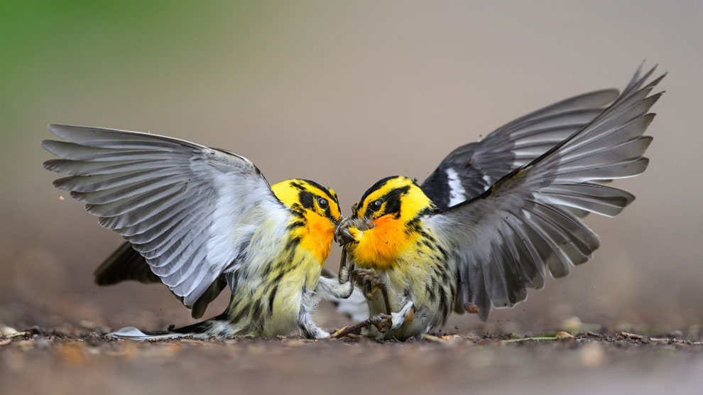 A fast prime allowed me to quickly find focus on these blackburnian Warblers as they fluttered around the path. Also, look at how that background just melts away!