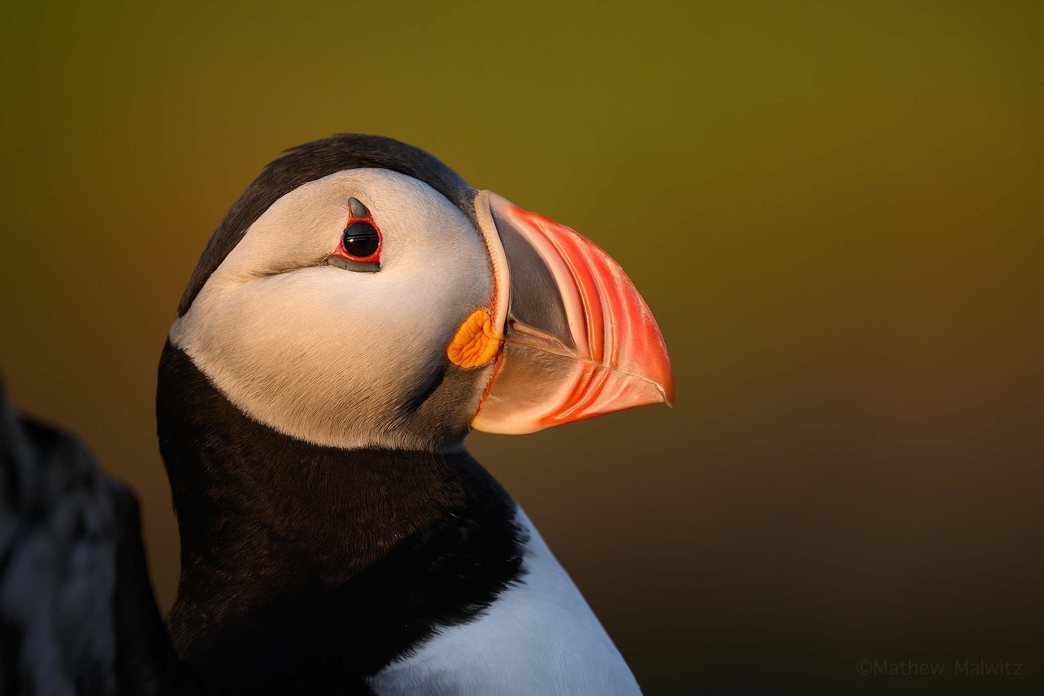 Light is at its softest and warmest in the early and late hours of the day. This image was captured just moments before dusk.