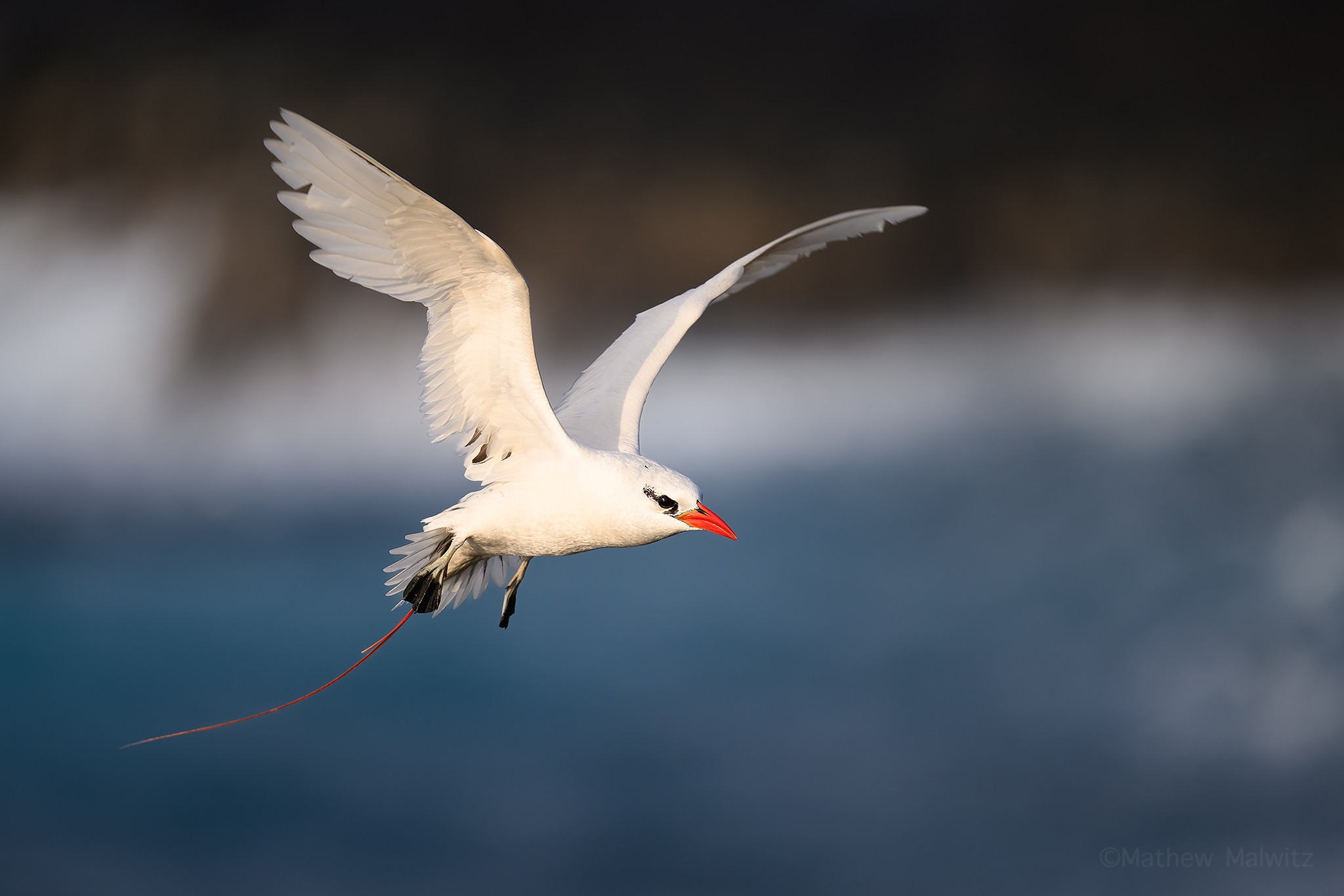 A red-tailed tropic bird flying into the wind in soft, early morning light
