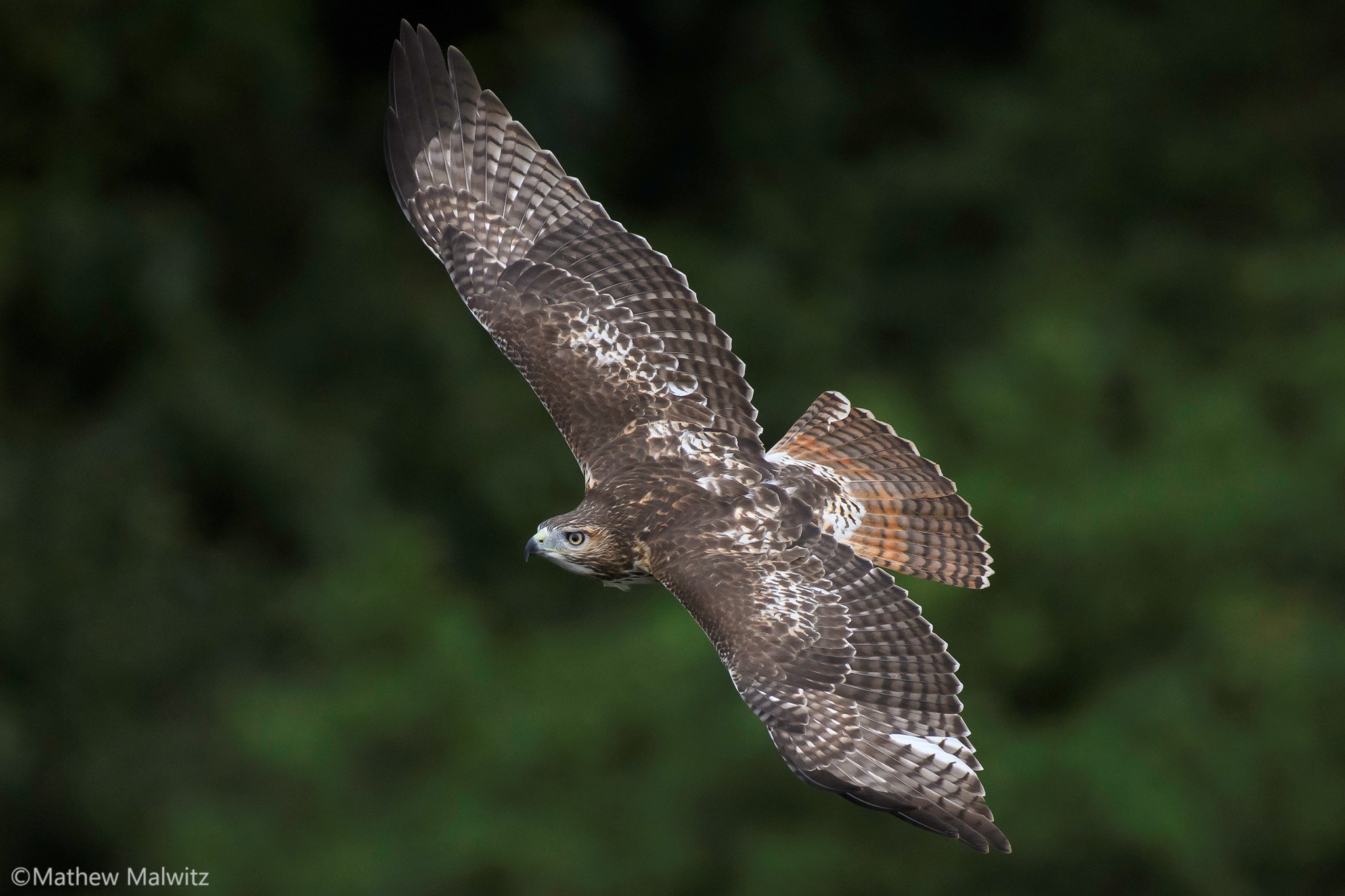 If the eyes are not as prominent in the frame, focusing on the front of the wings or breast of the bird will suffice in most cases. Just watch out for head on shots!