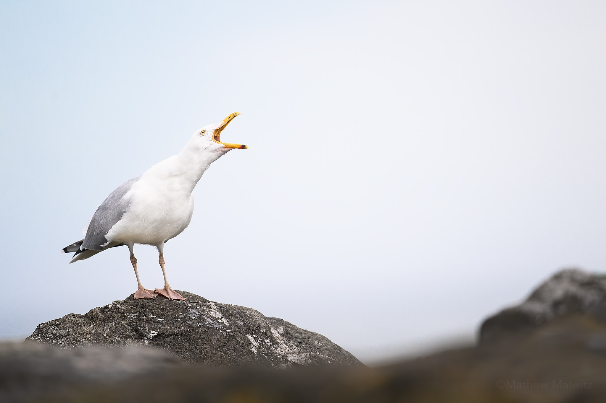 Overcast light is the least impressive, but it gives us the opportunity to shoot all day long