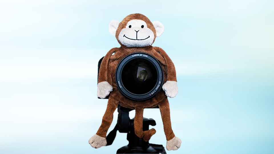 Shutter Huggers Monkey Shutter Hugger Shutter Huggers Monkey Shutter Hugger