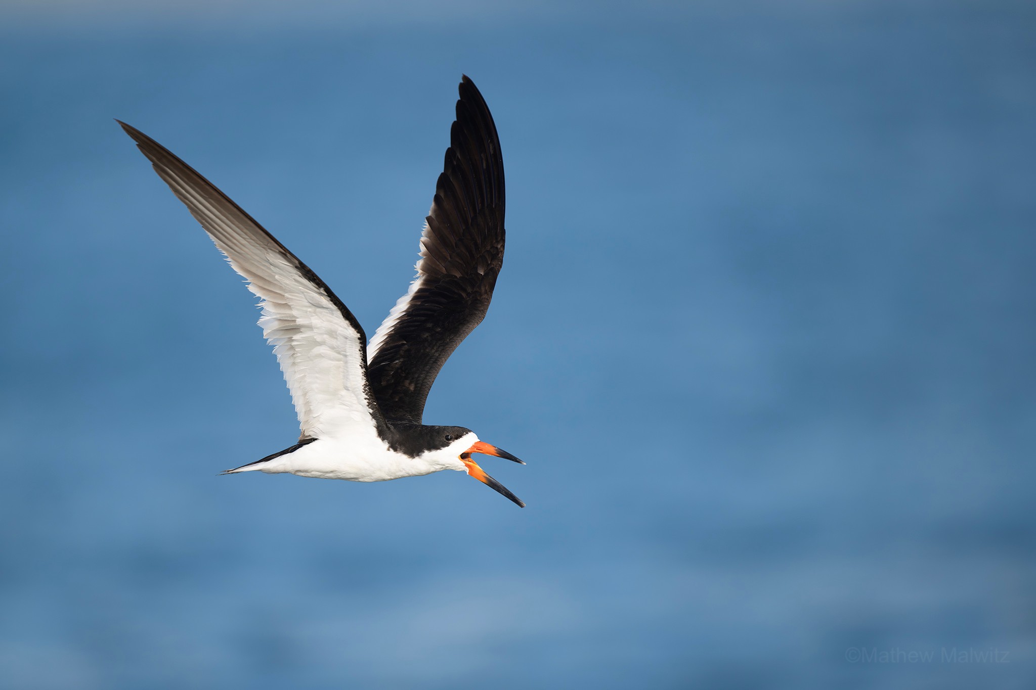A black skimmer returns to the beach after foraging in the surf. By planting myself between the colony and the water, I was in good position to capture these birds as they flew in and out.